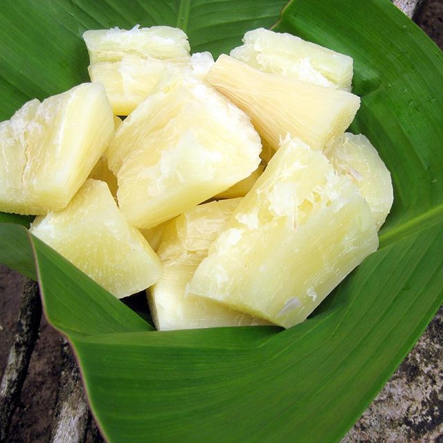 Tubercle de manioc 